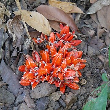 Zingiber cernuum unspecified picture