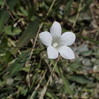 Wahlenbergia albomarginata unspecified picture