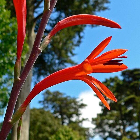 Watsonia unspecified picture