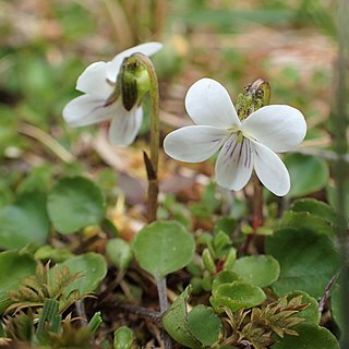 Viola cunninghamii unspecified picture