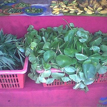 Hydrocotyle javanica unspecified picture