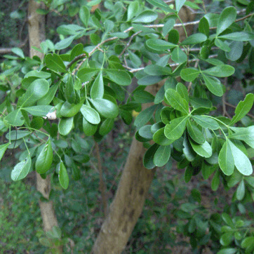 Hypelate trifoliata unspecified picture