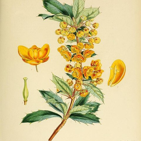 Berberis ilicifolia unspecified picture