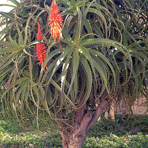 Aloe kedongensis unspecified picture