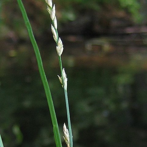 Carex boenninghausiana unspecified picture