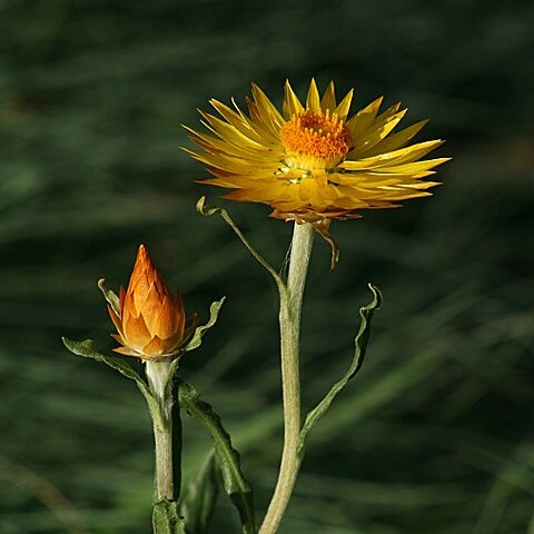 Xerochrysum unspecified picture