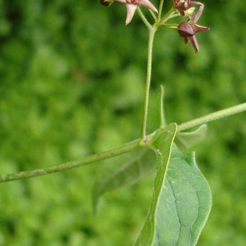 Vincetoxicum funebre unspecified picture