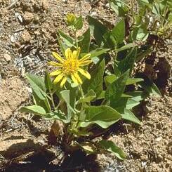 Agnorhiza unspecified picture