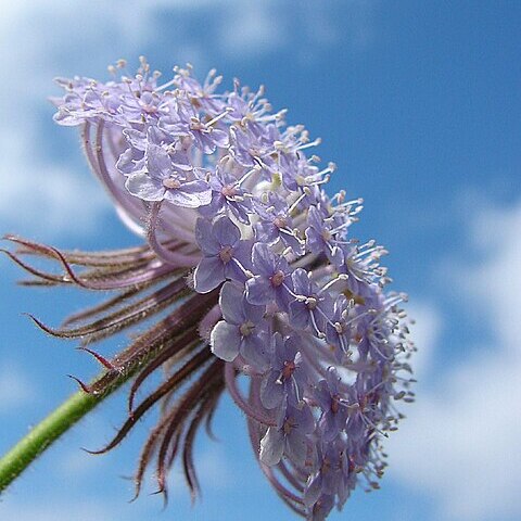 Trachymene unspecified picture