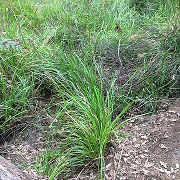 Lepidosperma effusum unspecified picture