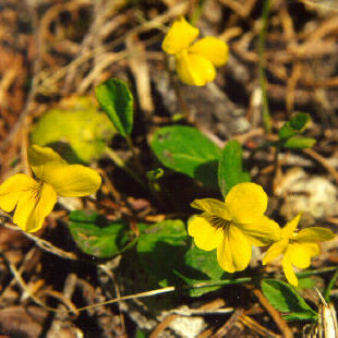 Viola orbiculata unspecified picture