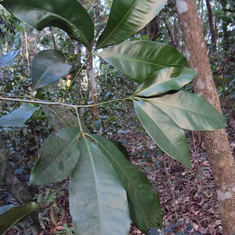 Vepris bilocularis unspecified picture