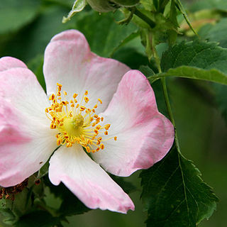 Rosa unspecified picture