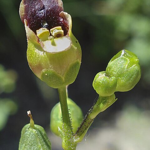 Scrophulariaceae unspecified picture
