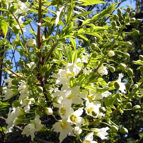 Xanthoceras unspecified picture