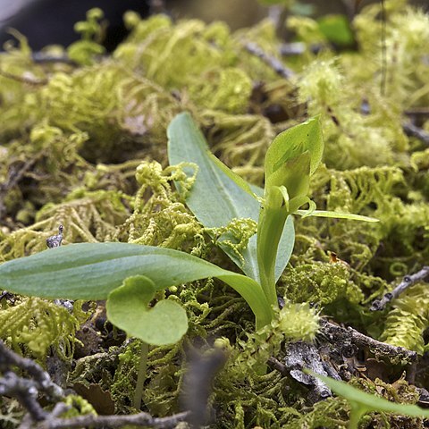 Chiloglottis cornuta unspecified picture