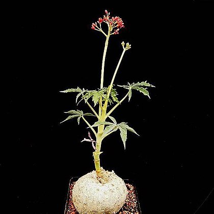 Jatropha cathartica unspecified picture