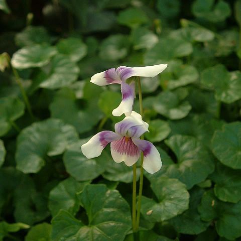 Violaceae unspecified picture