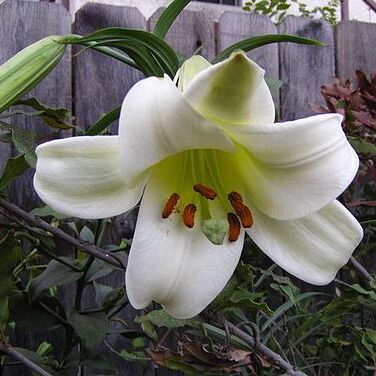 Lilium puerense unspecified picture