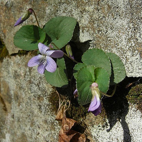 Viola hirsutula unspecified picture