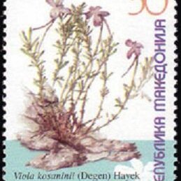Viola kosaninii unspecified picture