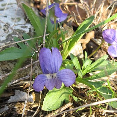 Viola egglestonii unspecified picture
