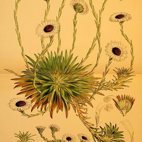Damnamenia unspecified picture