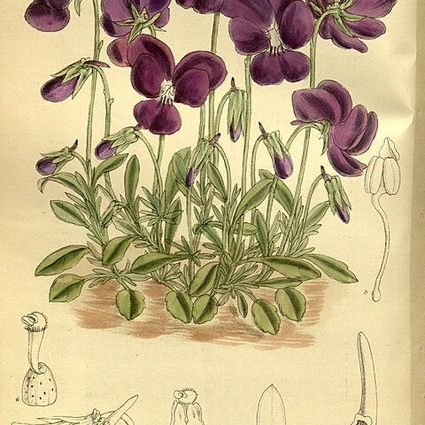 Viola gracilis unspecified picture