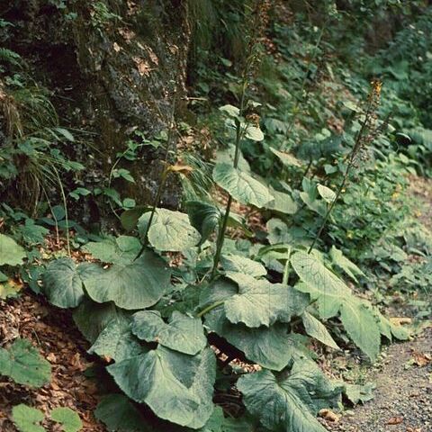 Ligularia unspecified picture