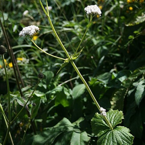 Valeriana alliariifolia unspecified picture