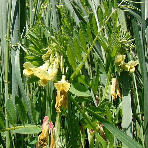 Vicia ciliatula unspecified picture