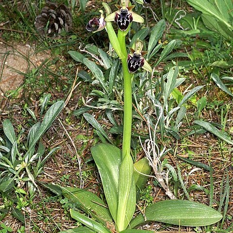 Ophrys kotschyi unspecified picture