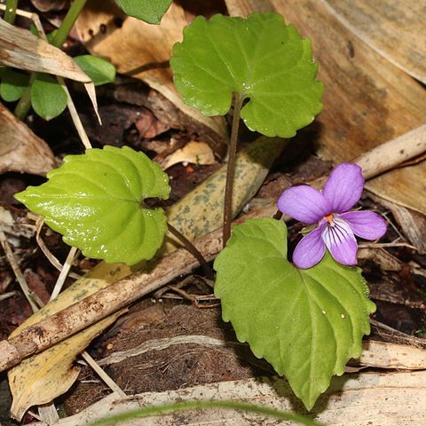 Viola selkirkii unspecified picture
