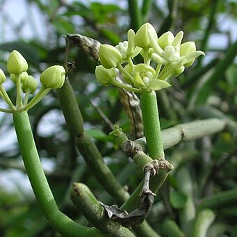 Cynanchum acidum unspecified picture