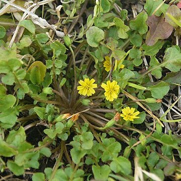 Lapsanastrum apogonoides unspecified picture