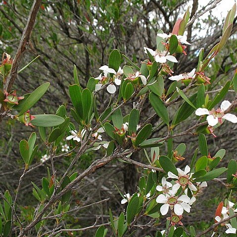 Leptospermum subglabratum unspecified picture