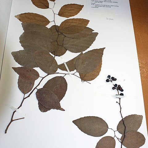 Xylosma suaveolens unspecified picture