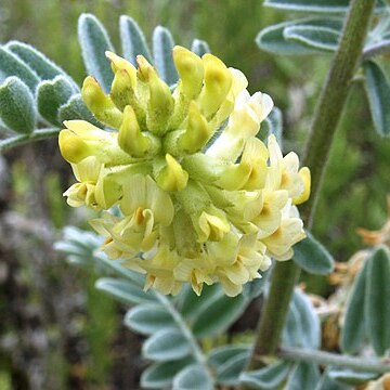 Astragalus pycnostachius var. lanosissimus unspecified picture