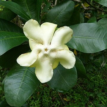 Voacanga thouarsii unspecified picture