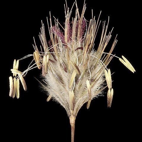 Amphipogon unspecified picture
