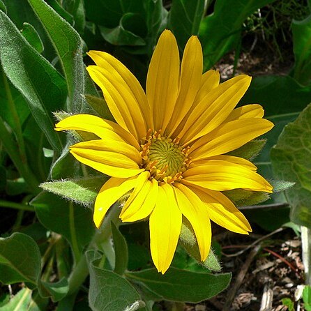 Wyethia unspecified picture