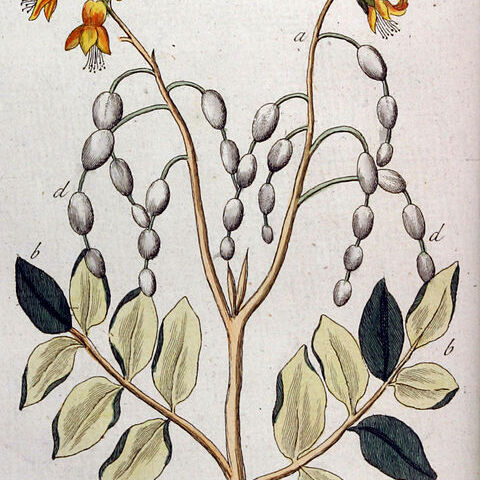 Aganope heptaphylla unspecified picture