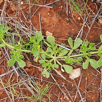 Roepera prismatotheca unspecified picture