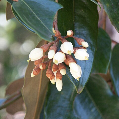 Sarcolaenaceae unspecified picture