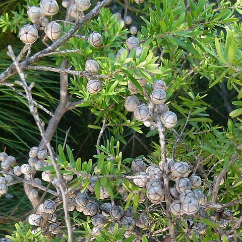 Leptospermum obovatum unspecified picture