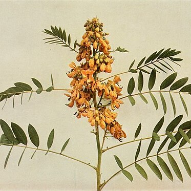 Senna marylandica unspecified picture