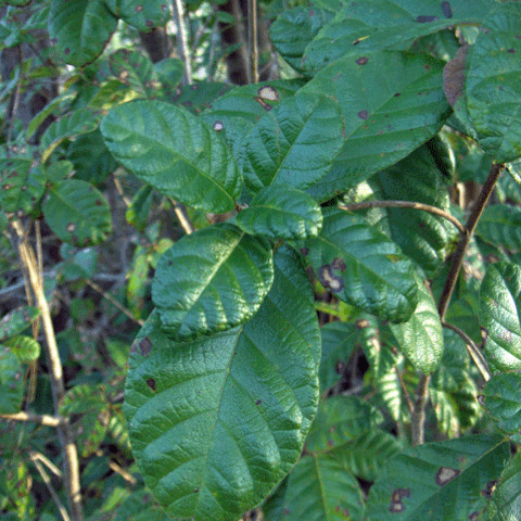 Guettarda scabra unspecified picture