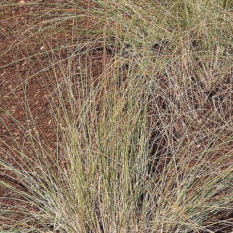 Eragrostis elliottii unspecified picture