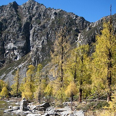 Larix potaninii unspecified picture