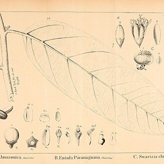 Discophora unspecified picture